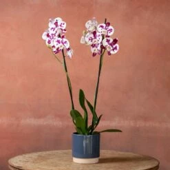 Phalaenopsis 'Marakesh' 11 Phalaenopsis 'Marakesh' -plant store pl2000048820 card4 lg