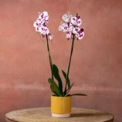 Phalaenopsis 'Marakesh' 12 Phalaenopsis 'Marakesh' -plant store pl2000048820 card5 lg