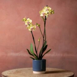 Phalaenopsis 'Golden Cheetah' -plant store pl2000048821 card4 lg