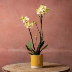 Phalaenopsis 'Golden Cheetah' -plant store pl2000048821 card5 lg