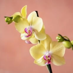Phalaenopsis 'Golden Cheetah' -plant store pl2000048821 card6 lg