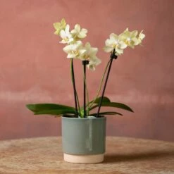 Phalaenopsis 'Livorno' 10 Phalaenopsis 'Livorno' -plant store pl2000048822 card3 lg