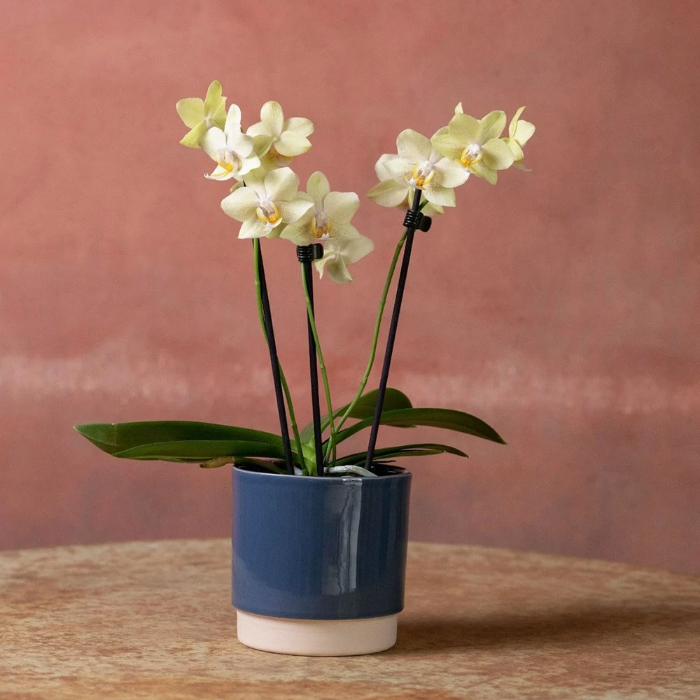 Phalaenopsis 'Livorno' 6 Phalaenopsis 'Livorno' - Image 4