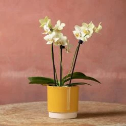 Phalaenopsis 'Livorno' 12 Phalaenopsis 'Livorno' -plant store pl2000048822 card5 lg