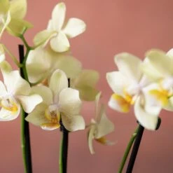 Phalaenopsis 'Livorno' 13 Phalaenopsis 'Livorno' -plant store pl2000048822 card6 lg