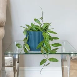 Hoya Gracilis -plant store pl2000048883 card3 lg