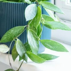 Hoya Gracilis -plant store pl2000048883 card4 lg