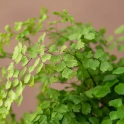 plant store -plant store pl2000048884 card2 lg