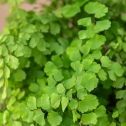 Adiantum Raddianum 'Fragrantissimum' -plant store pl2000048884 card3 lg