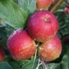 Apple 'Core Blimey' -plant store pl2000048906