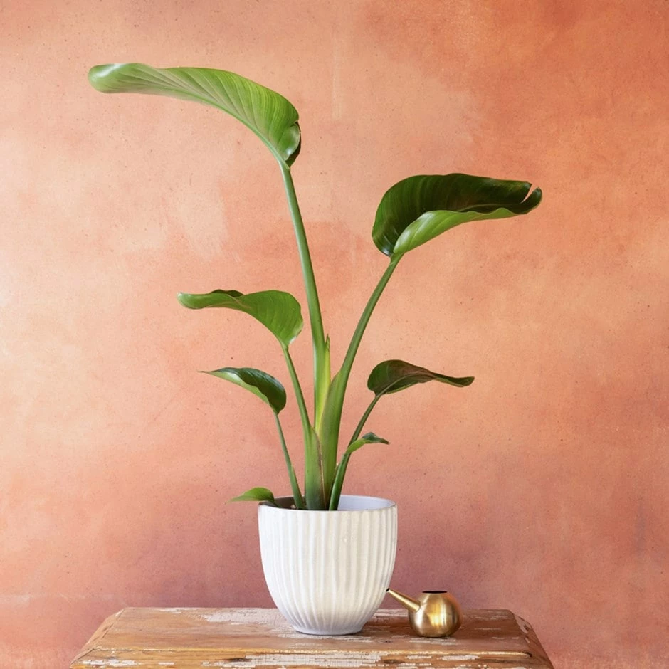 Strelitzia Nicolai 3 Strelitzia Nicolai