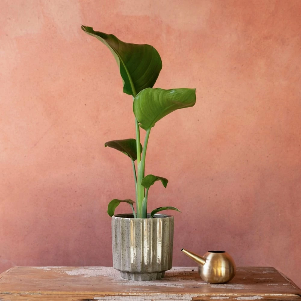 Strelitzia Nicolai 4 Strelitzia Nicolai - Image 2