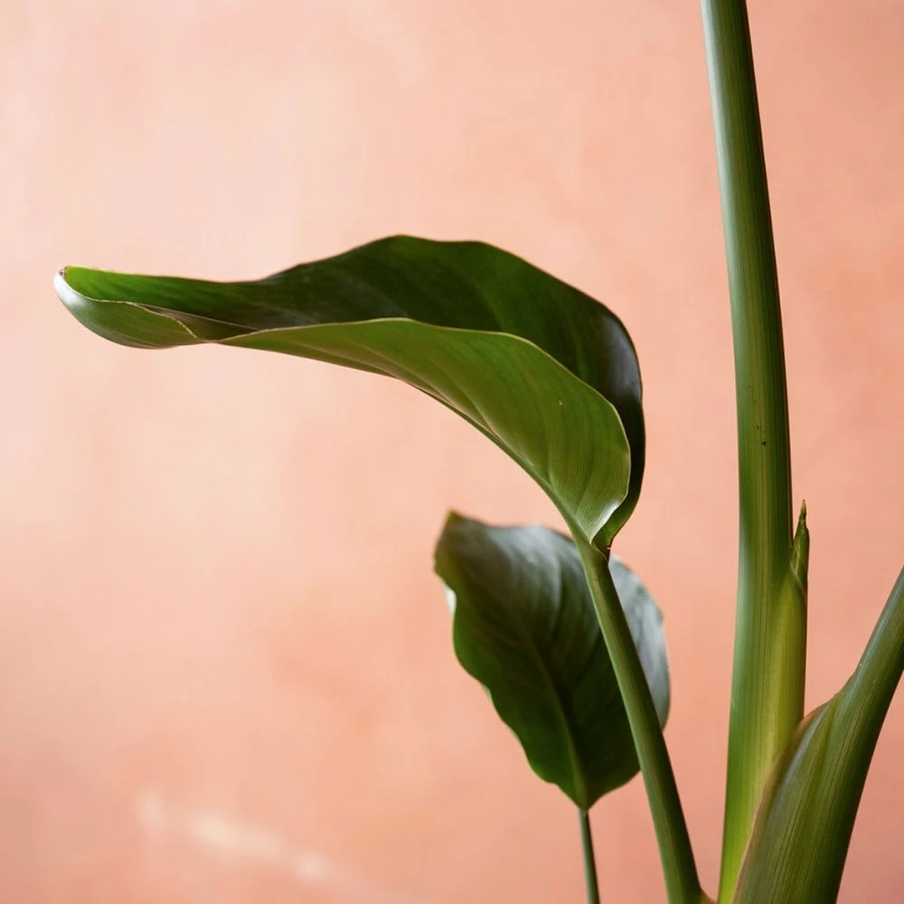 Strelitzia Nicolai 6 Strelitzia Nicolai - Image 4
