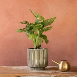 Monstera 'Monkey Leaf'