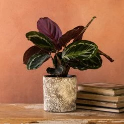 Goeppertia Veitchiana 'Medaillon'