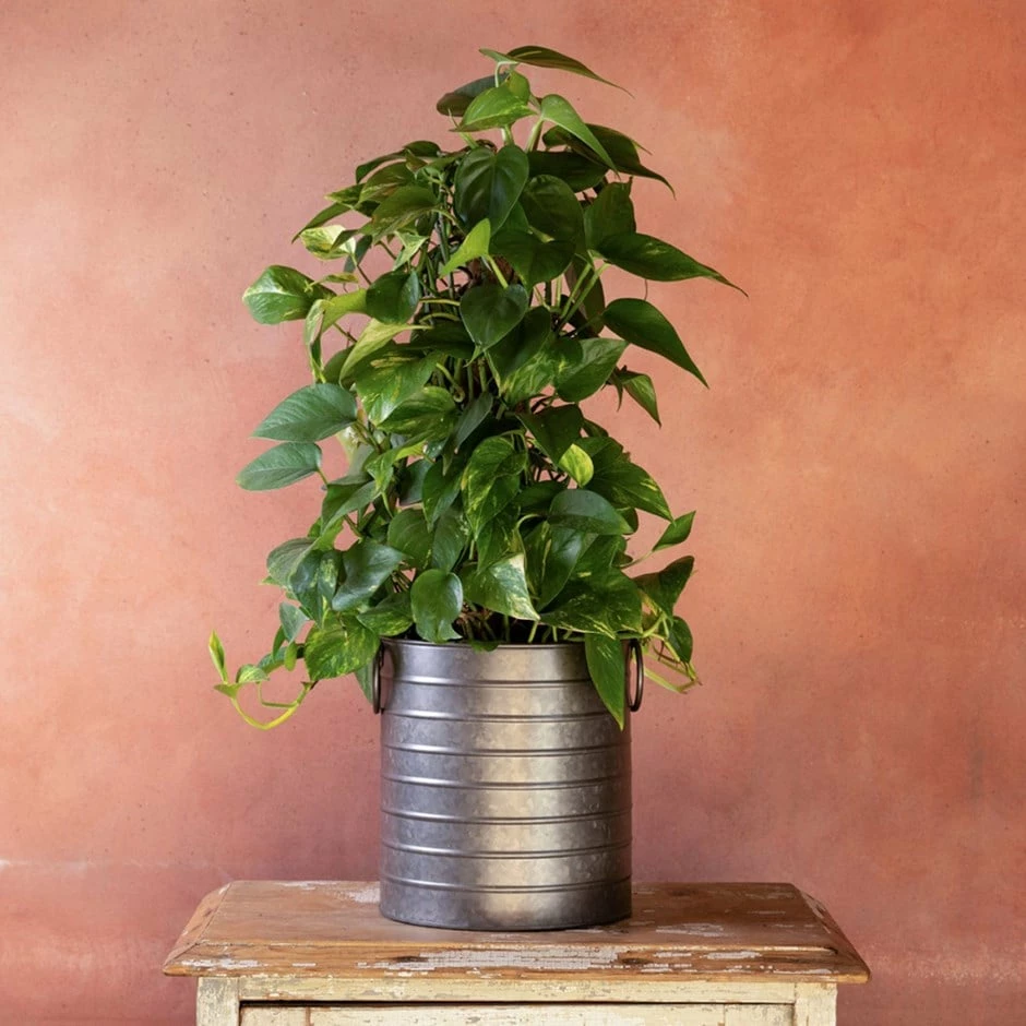 Epipremnum Aureum 3 Epipremnum Aureum