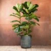 Ficus Lyrata -plant store pl2000048920