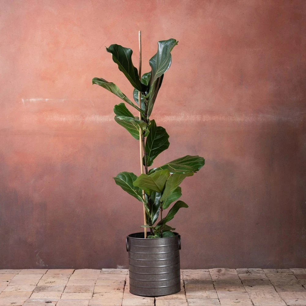 Ficus Lyrata 4 Ficus Lyrata - Image 2