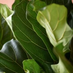 Ficus Lyrata 8 Ficus Lyrata -plant store pl2000048920 card3 lg