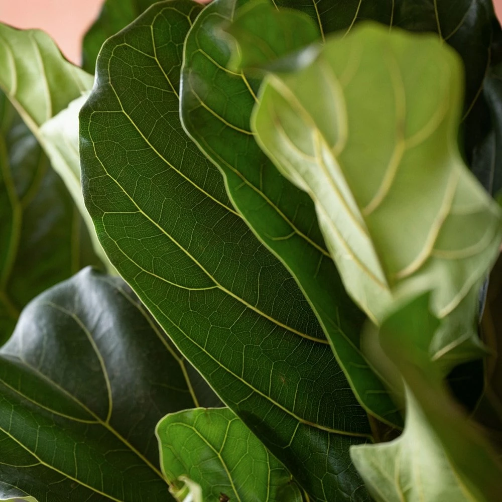 Ficus Lyrata 5 Ficus Lyrata - Image 3