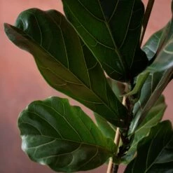 Ficus Lyrata 9 Ficus Lyrata -plant store pl2000048920 card4 lg