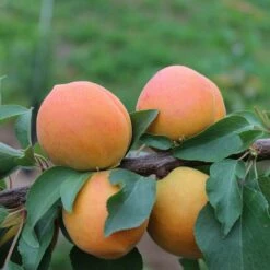 Apricot 'Compacta'