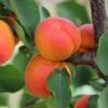 Apricot 'Kioto' (PBR) -plant store pl2000048926