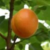 Apricot 'Robada' (PBR) 1 Apricot 'Robada' (PBR) -plant store pl2000048927