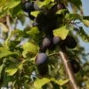 Damson 'Damson Sweet Prune' -plant store pl2000048929