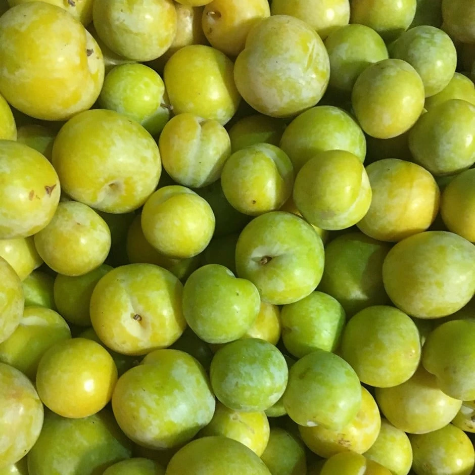 Gage (Reine-Claude Group) 'Lindsey Gage' 3 Gage (Reine-Claude Group) 'Lindsey Gage'