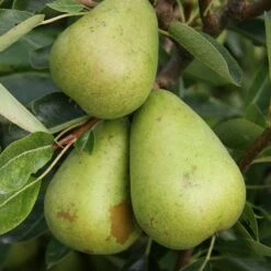Pear Invincible ('Delwinor')