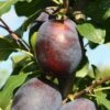 Plum 'Haganta' (PBR) -plant store pl2000048937