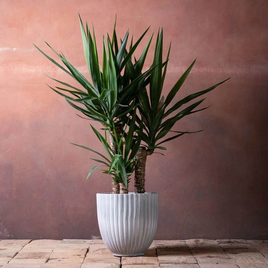 Yucca Elephantipes 3 Yucca Elephantipes