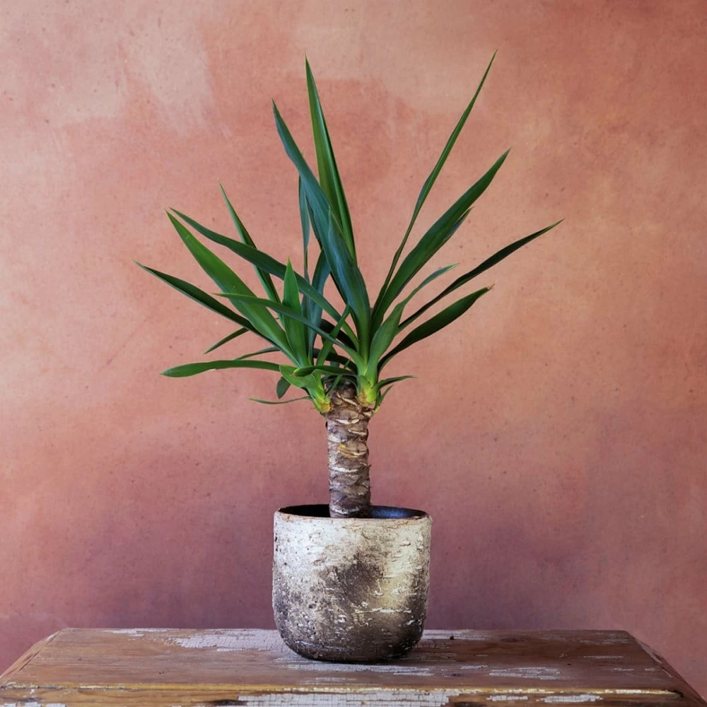 Yucca Elephantipes 4 Yucca Elephantipes - Image 2