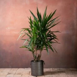 Yucca Elephantipes 10 Yucca Elephantipes -plant store pl2000048938 card3 lg