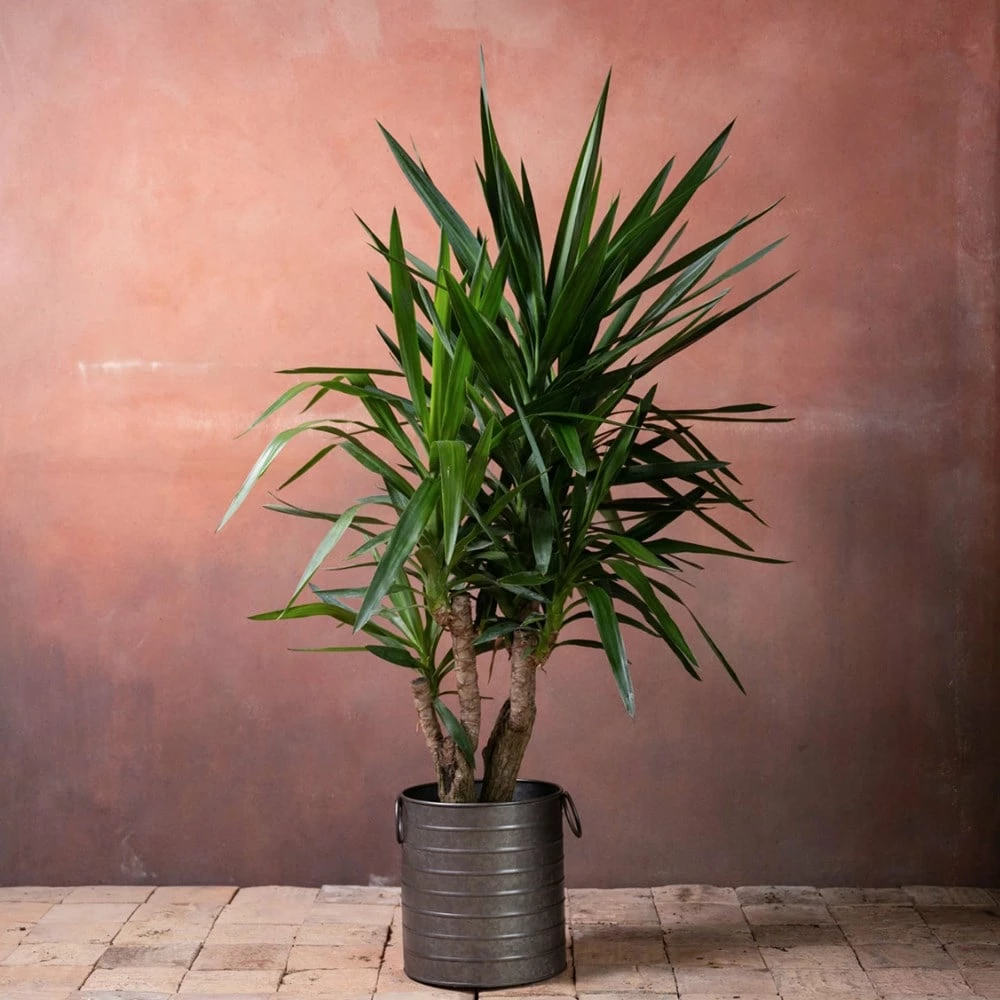 Yucca Elephantipes 5 Yucca Elephantipes - Image 3