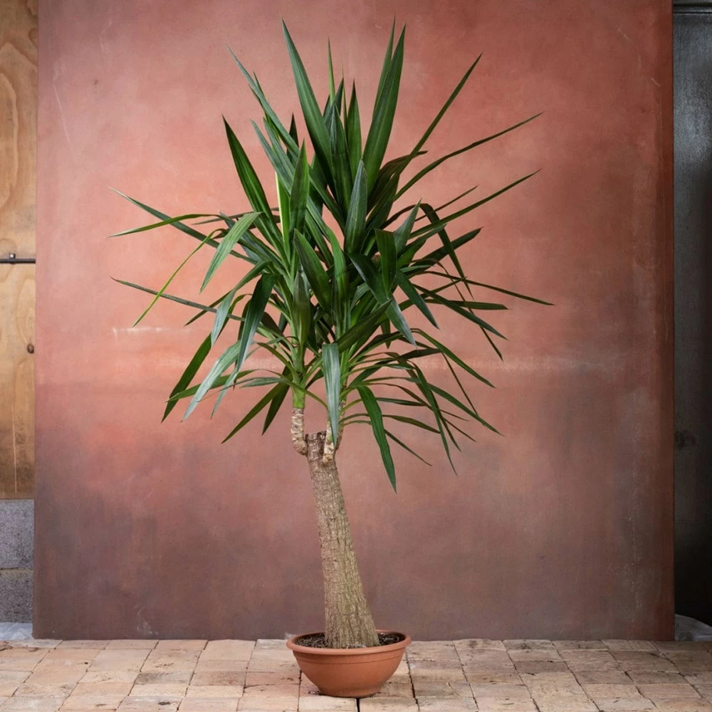 Yucca Elephantipes 6 Yucca Elephantipes - Image 4