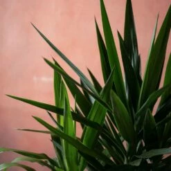 Yucca Elephantipes 12 Yucca Elephantipes -plant store pl2000048938 card5 lg