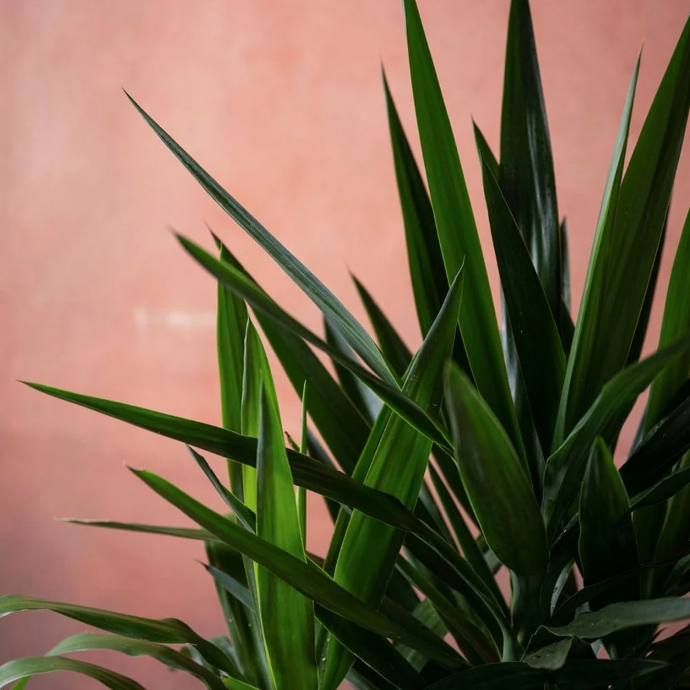 Yucca Elephantipes 7 Yucca Elephantipes - Image 5