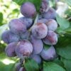 Plum 'Katinka' (PBR) -plant store pl2000048940
