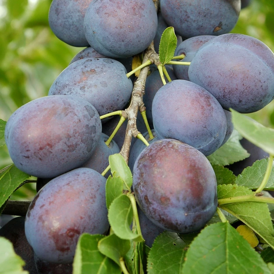 Plum 'Kulinaria' 3 Plum 'Kulinaria'