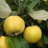 Quince 'Serbian Gold' 1 Quince 'Serbian Gold' -plant store pl2000048942