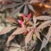 Acer Palmatum 'Sumi-nagashi' -plant store pl2000048943
