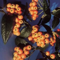 Cotoneaster Salicifolius 'Exburiensis'