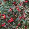 Cotoneaster Salicifolius 'Repens' -plant store pl2000048959