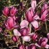 Magnolia Shirazz ('Vulden') -plant store pl2000048972