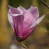 Magnolia 'Spectrum' -plant store pl2000048973
