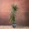 Dracaena Marginata 'Tricolor' -plant store pl2000048989