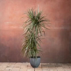 Dracaena Marginata 'Tricolor'