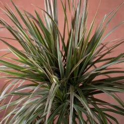 Dracaena Marginata 'Tricolor' -plant store pl2000048989 card3 lg